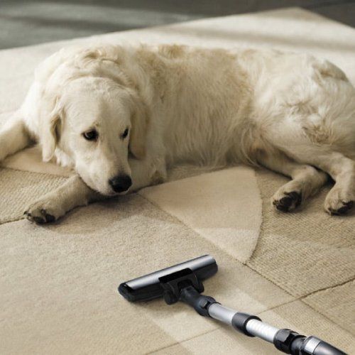 Affordable Pet Odor Stain Removal Chamblee Ga