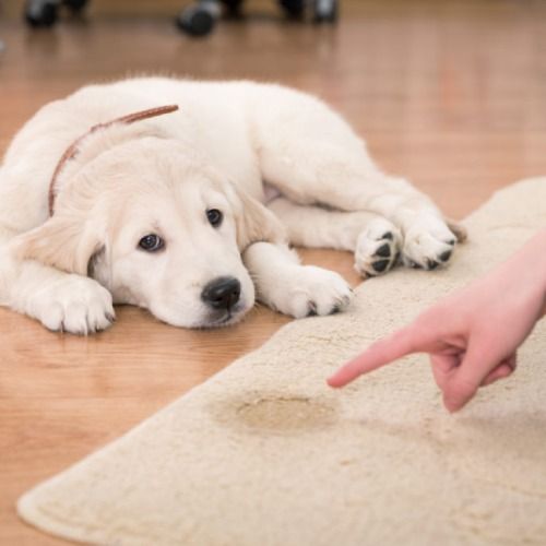 Pet Odor Stain Removal Services Result