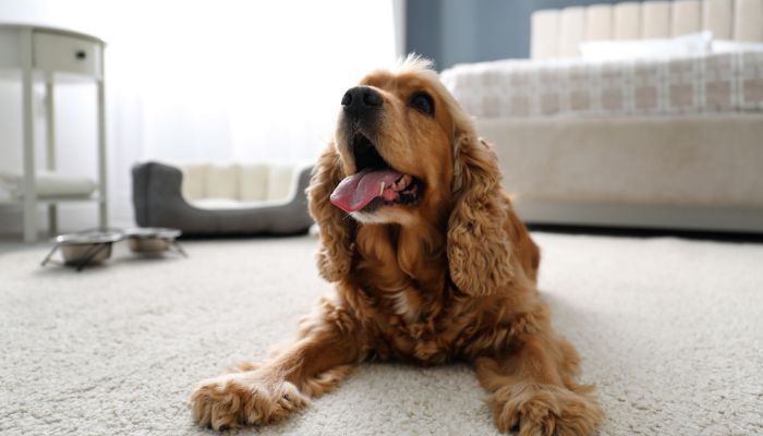 Getting Pet Hair Out of the Carpet: Everything You Need to Know