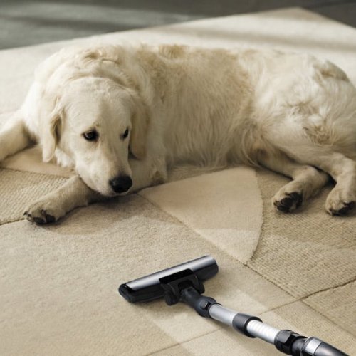 Affordable Pet Odor Stain Removal Doraville Ga