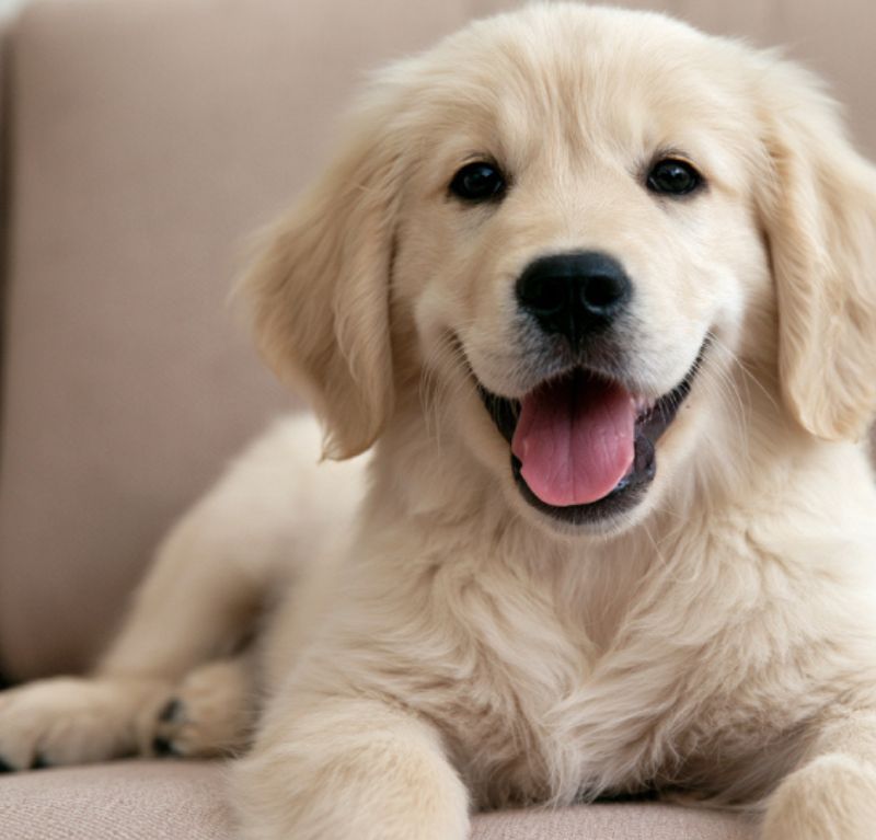 pet hair dander and odors a guide to upholstery care