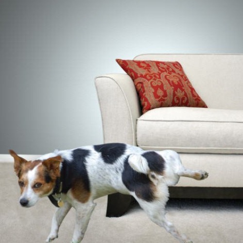 Professional Pet Odor Removal Smyrna Ga